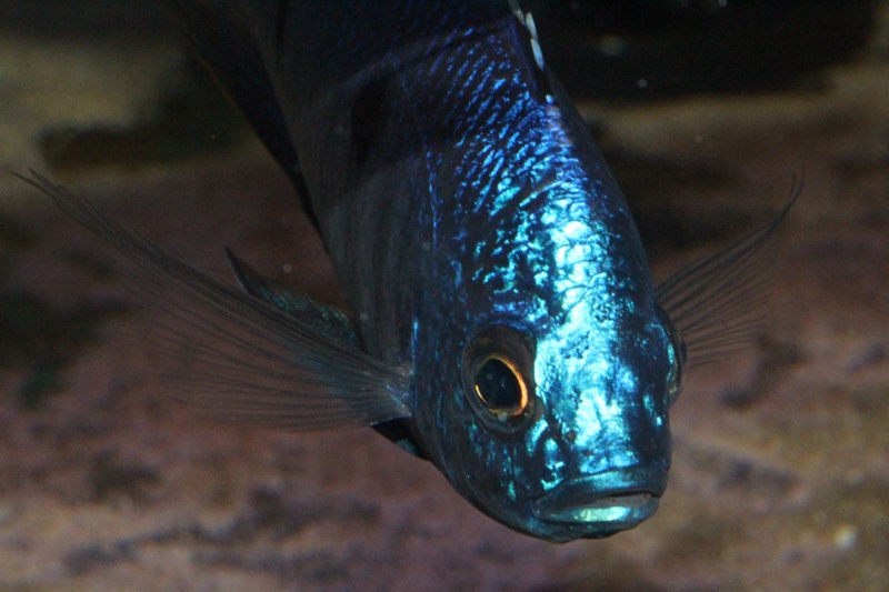 Copadichromis azureus 'Mbenji Island'